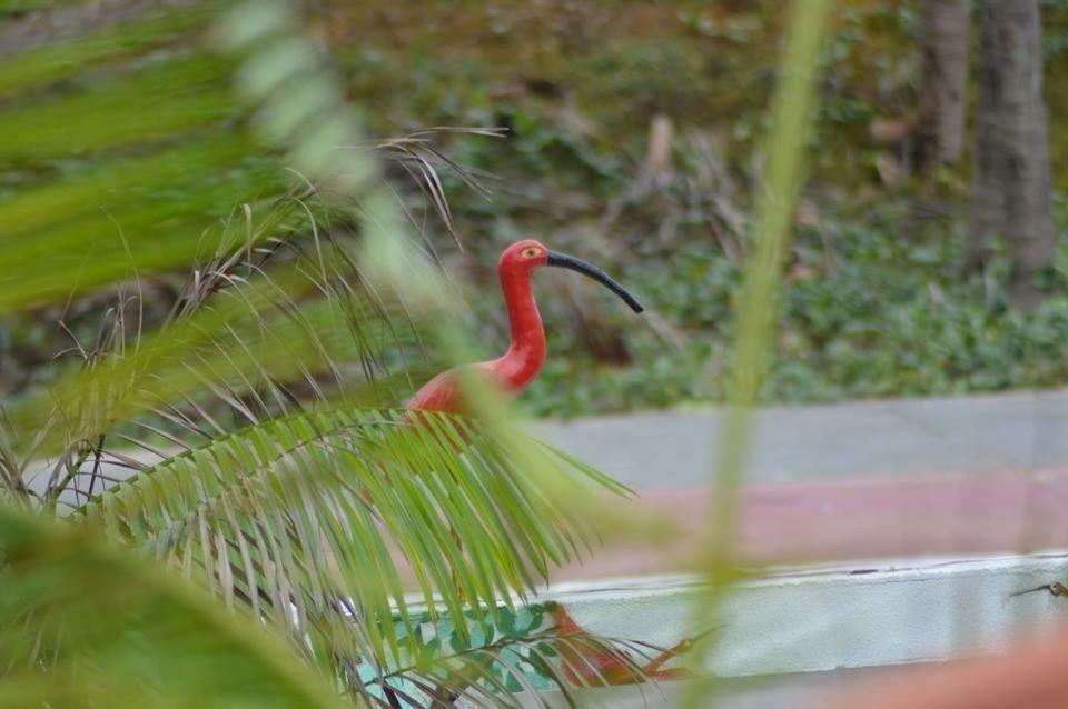 Pousada Maramazon São Luís Buitenkant foto
